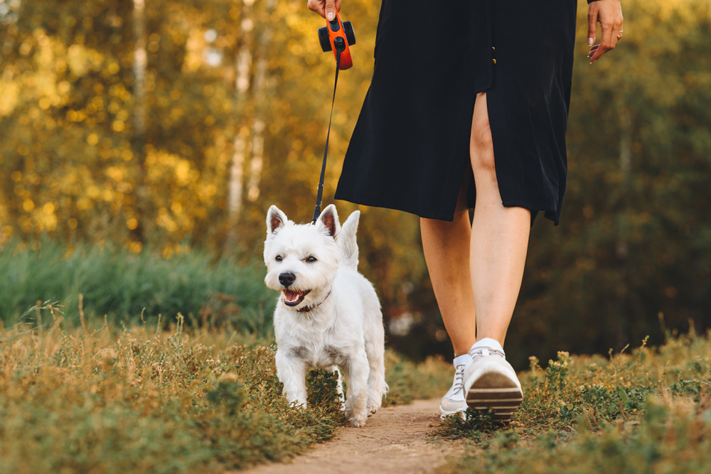 Рекомендации по выгулу собак