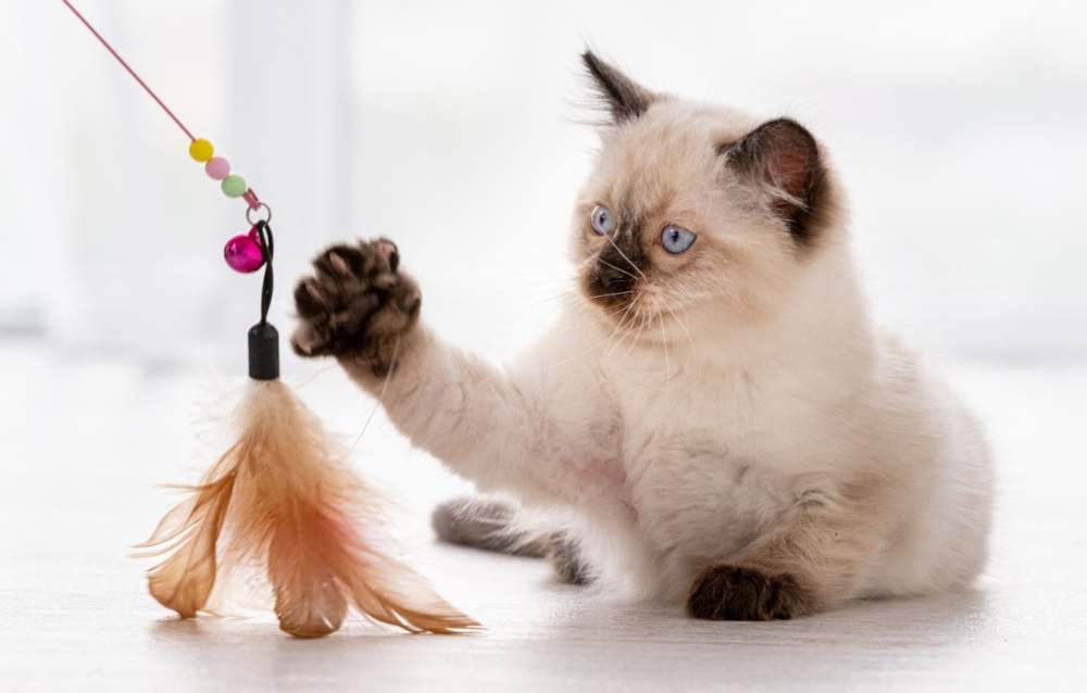 Гаджеты для счастливой жизни