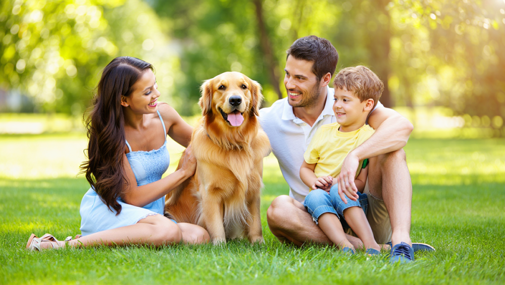 ТОП 15 пород собак для начинающих