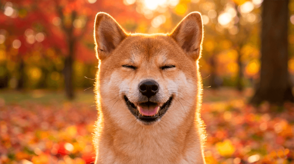 Сиба-ину — порода собак