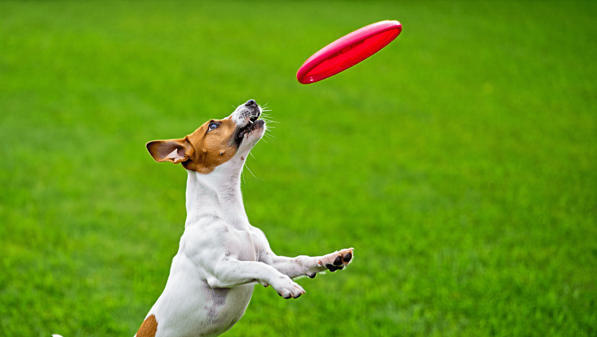 Активные игры на свежем воздухе с собакой