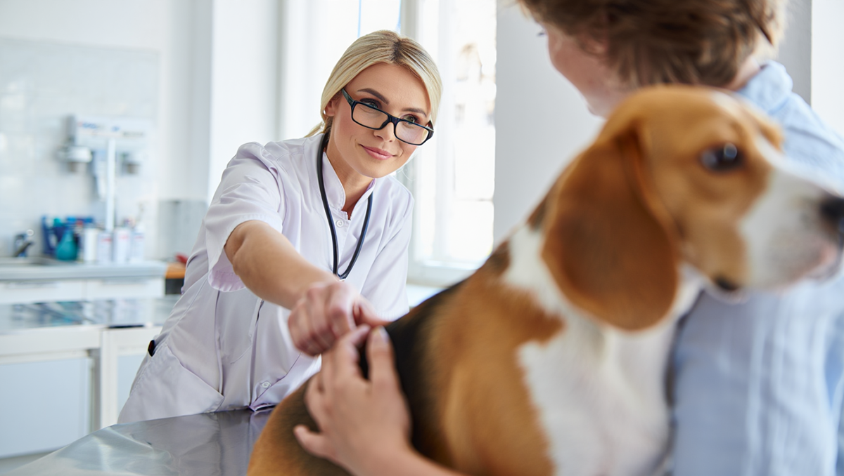 Регулярные визиты к ветеринару и консультации помогут подобрать оптимальную стратегию