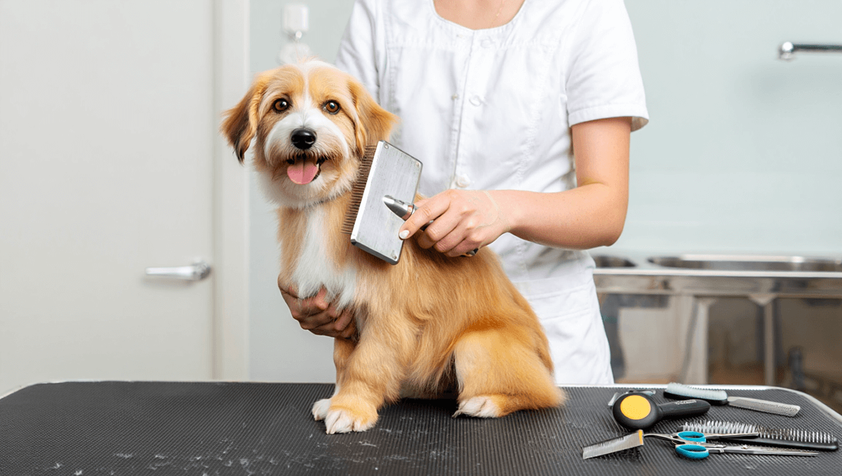 Грумминг песика