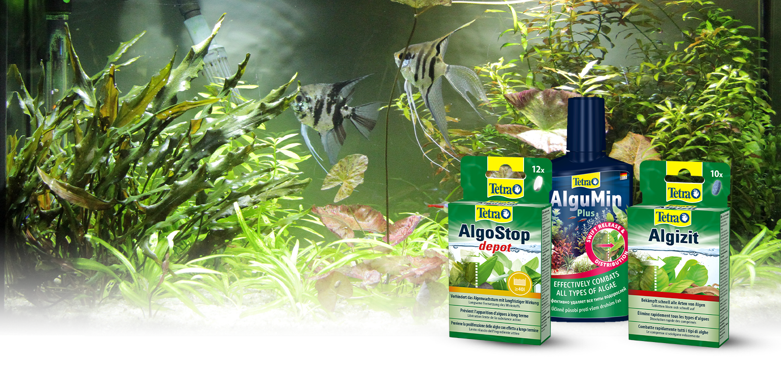 Порядок устранения водорослей в аквариуме