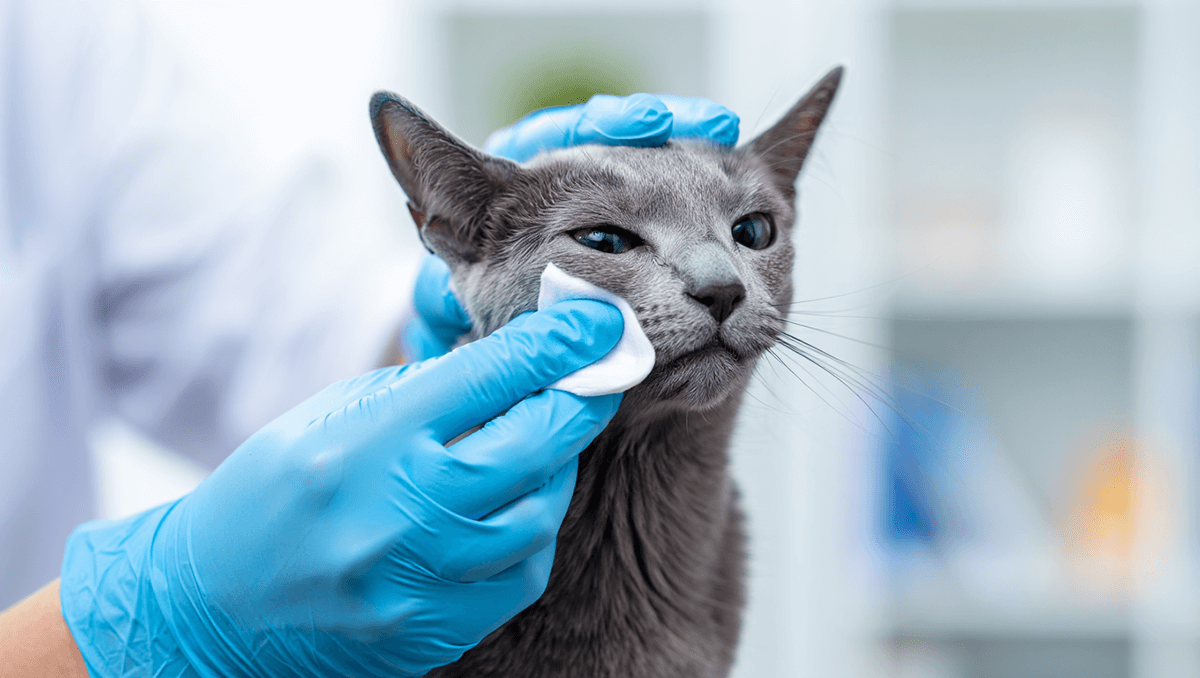 Правильный гигиенический уход за глазами русской голубой кошки — профилактика заболеваний.