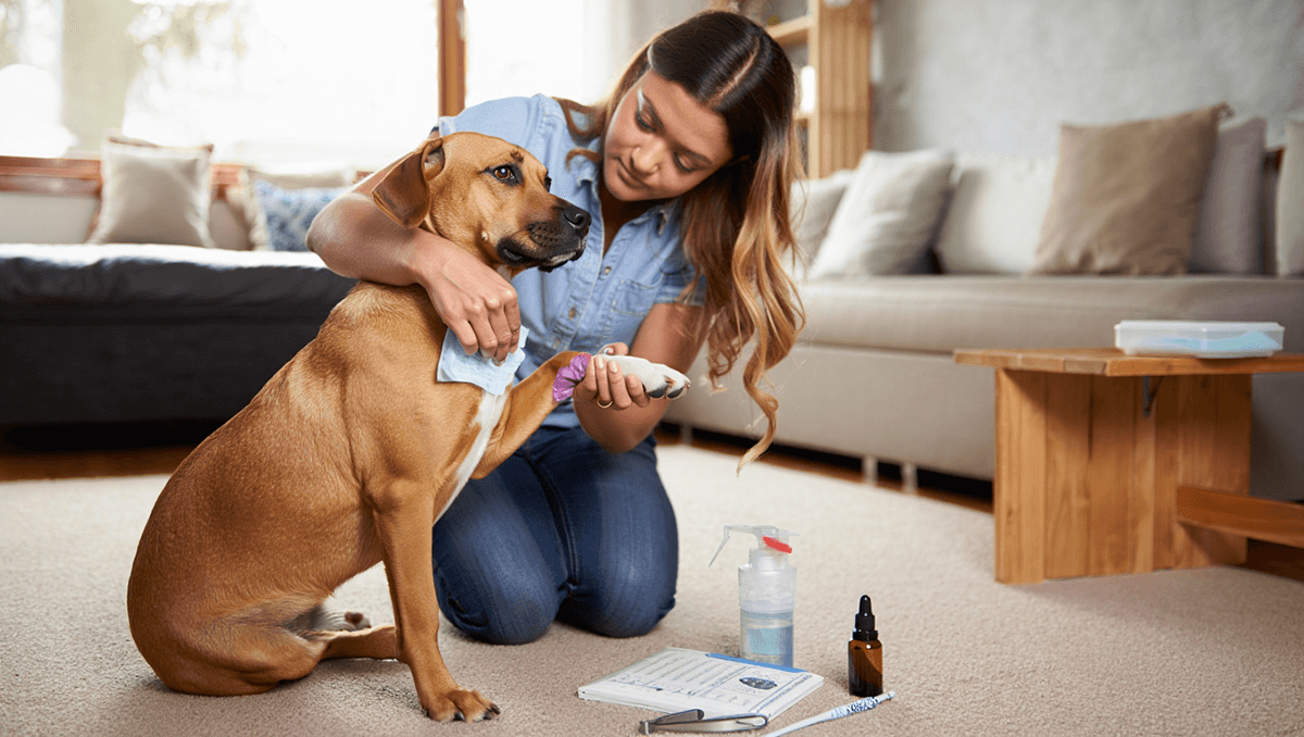 Как лечить укусы насекомых у животных