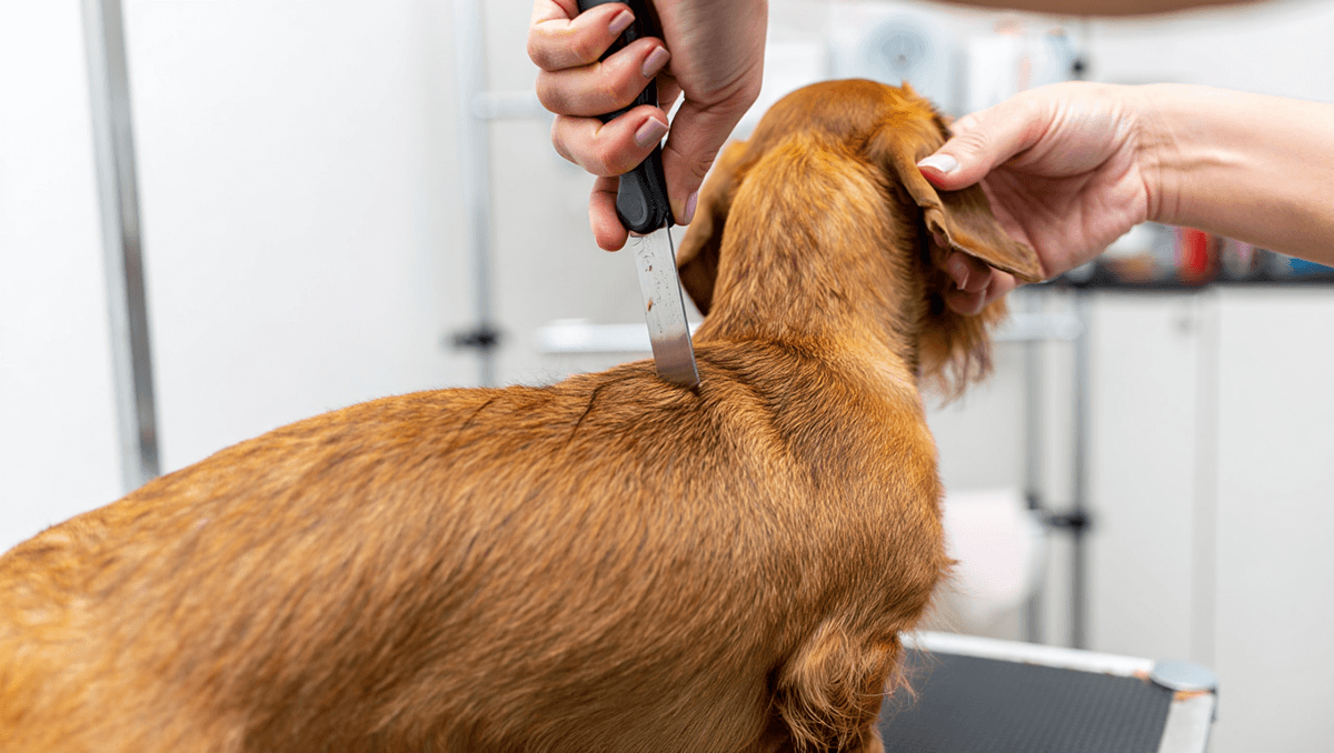 Процесс профессионального тримминга жесткошерстной таксы специальным ножом