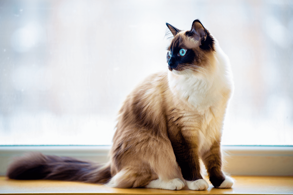 Бирманская кошка с голубыми глазами и белыми лапами сидит на подоконнике