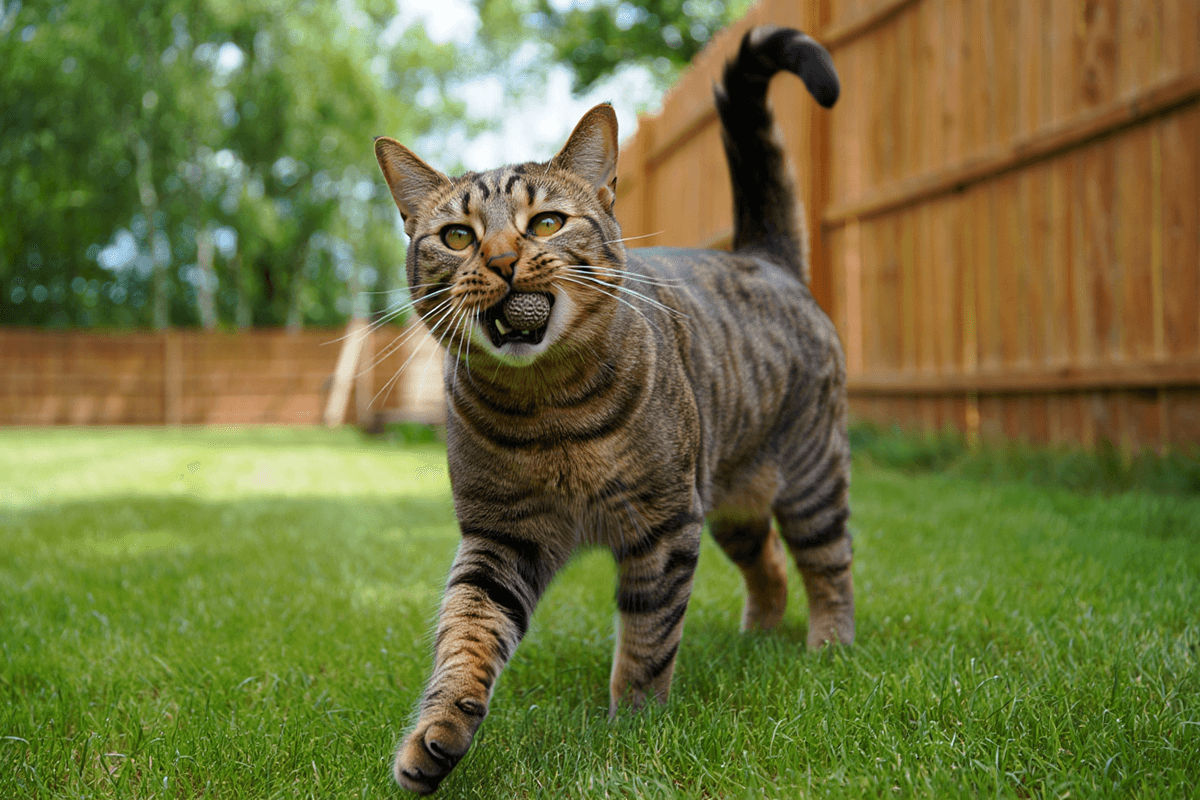 Курильский бобтейл с коротким хвостом-помпоном приносит игрушку
