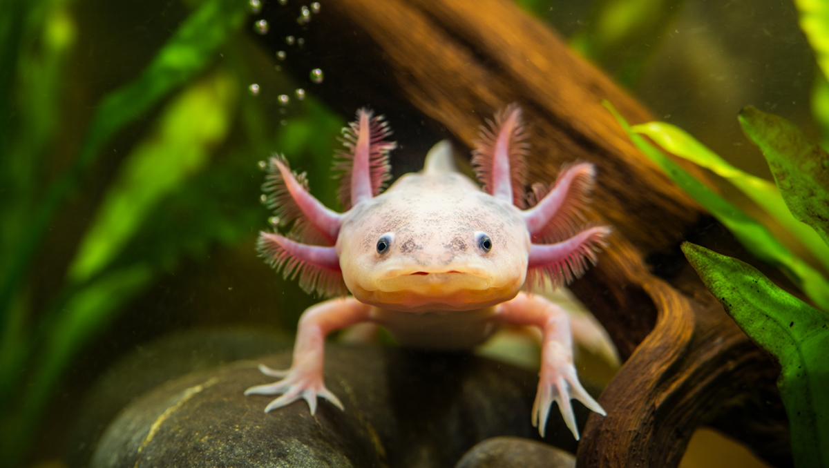 Аксолотль