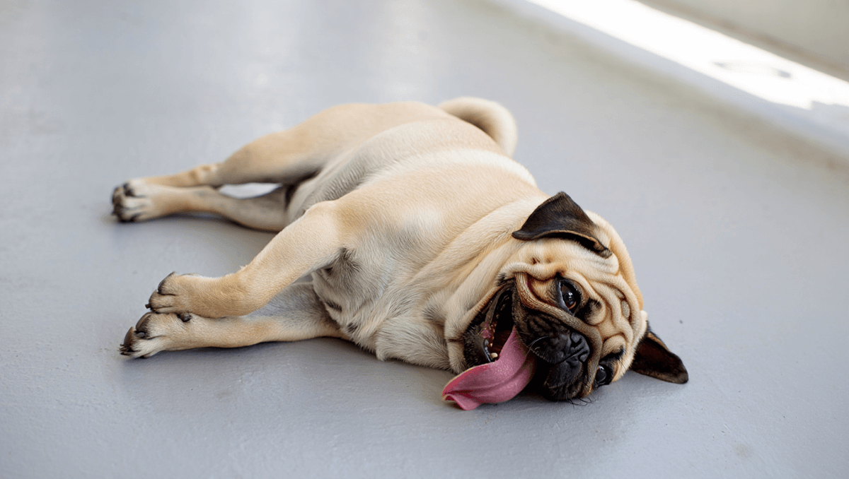 Мопс лежит на полу в жару