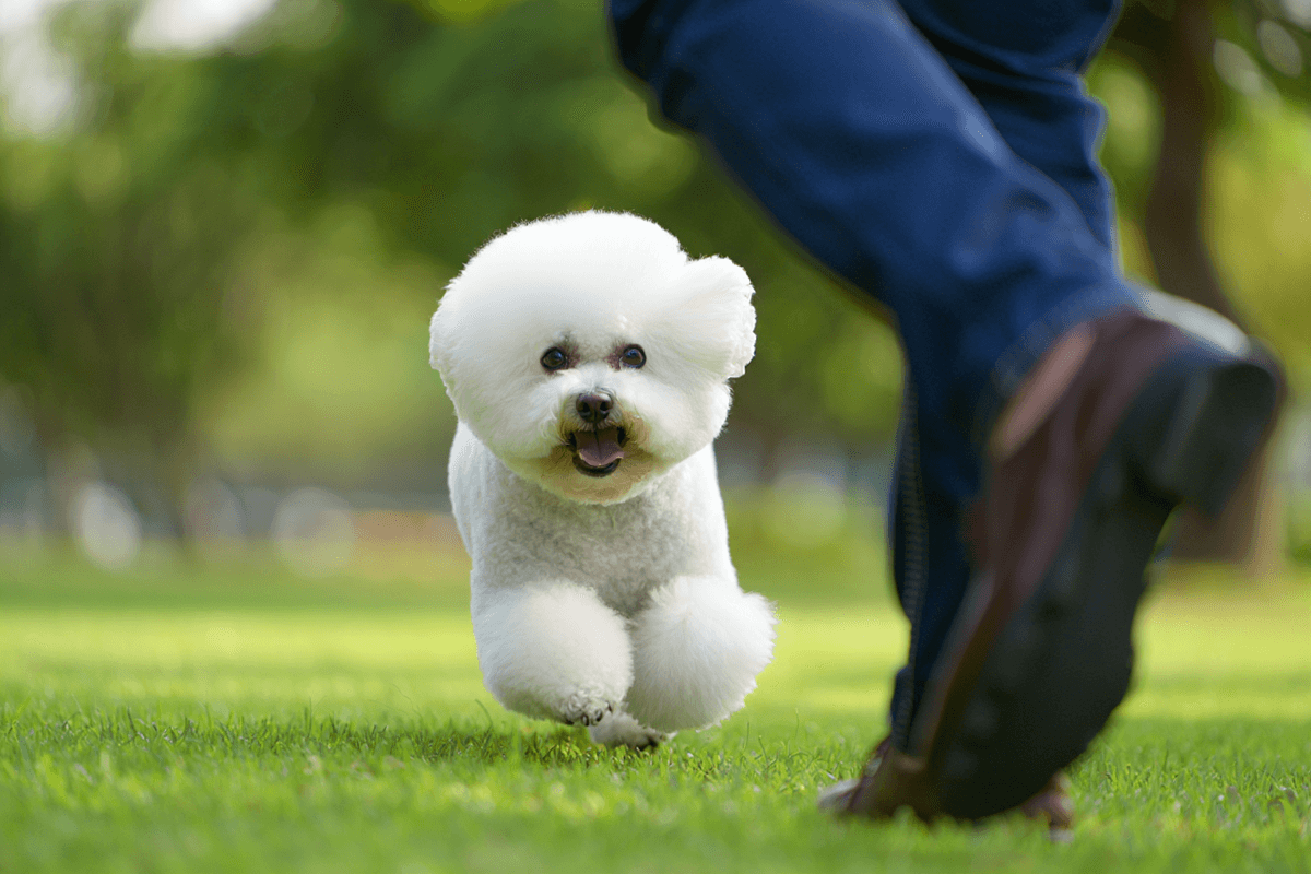 Белый кудрявый бишон фризе после стрижки сидит на газоне