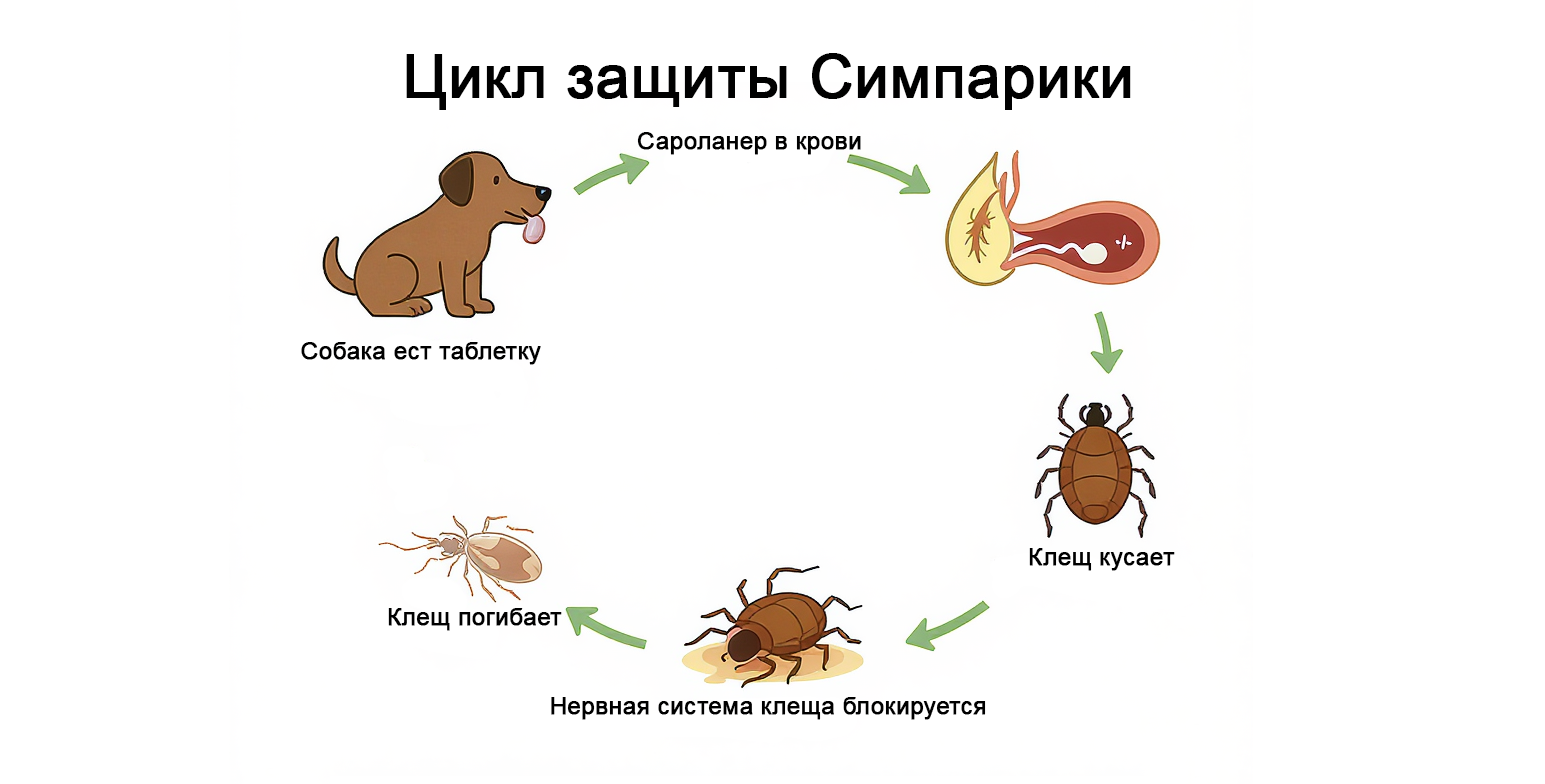 Принцип действия Симпарики