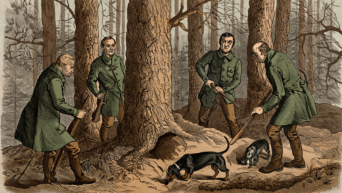 Историческая гравюра: охота на барсука с таксами в Германии, 19 век