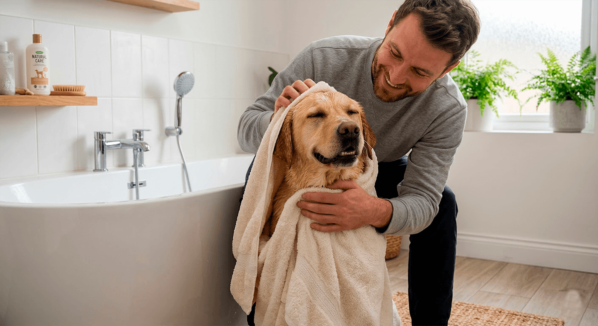 Хозяин бережно вытирает мокрого лабрадора пушистым полотенцем после мытья.