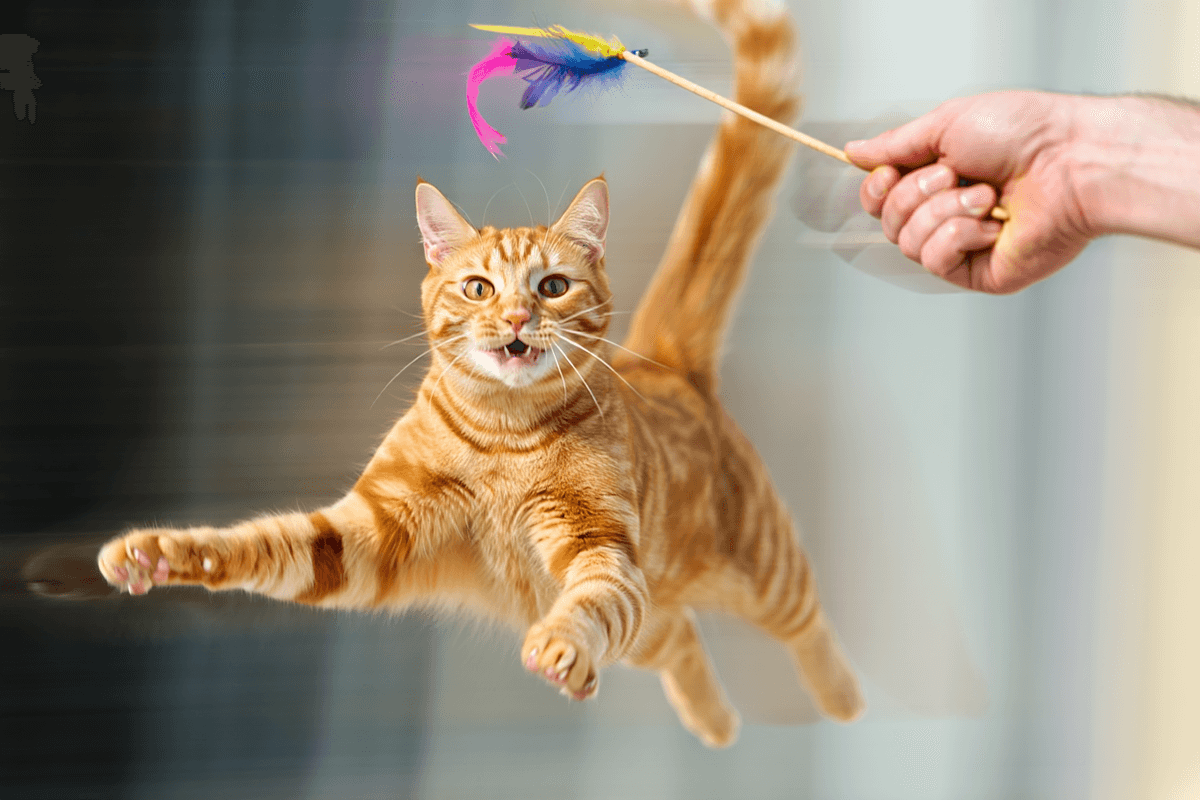 Кошка играет с игрушкой-удочкой, что является безопасной альтернативой играм с руками.