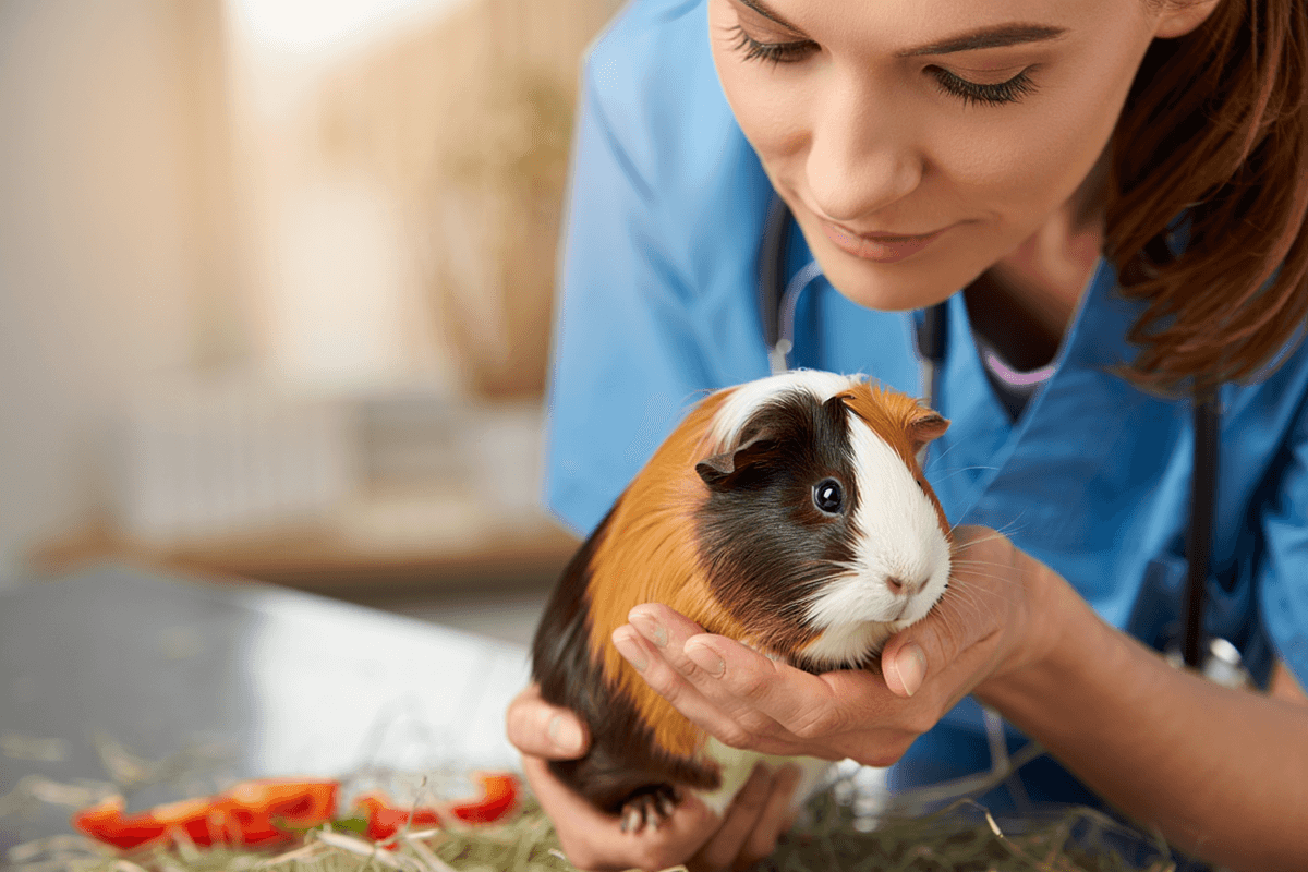 Как содержать морских свинок