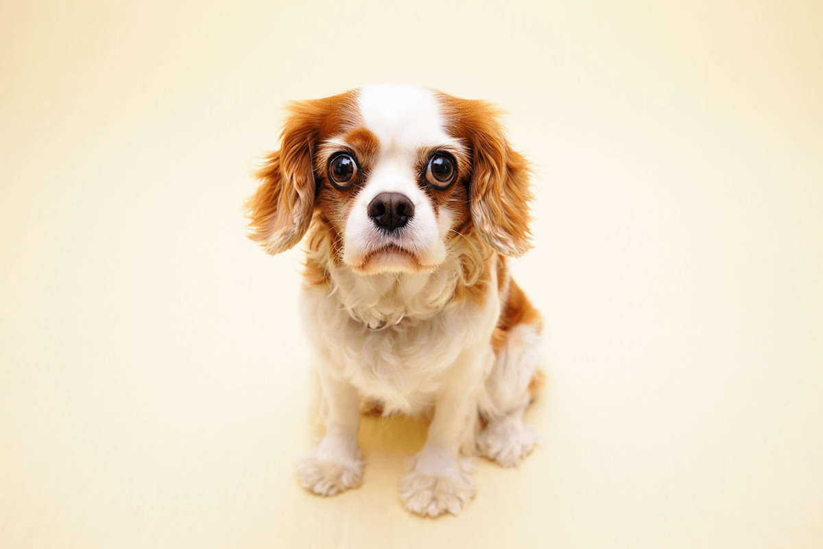 Кавалер-кинг-чарльз-спаниель с большими преданными глазами