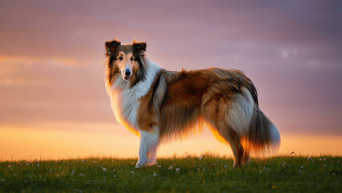 Длинношерстный колли стоит на фоне красивого пейзажа