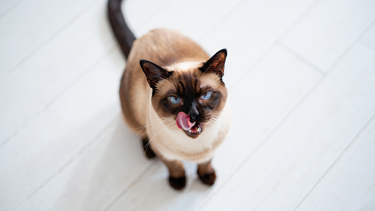 Кошка с одышкой дышит с открытым ртом