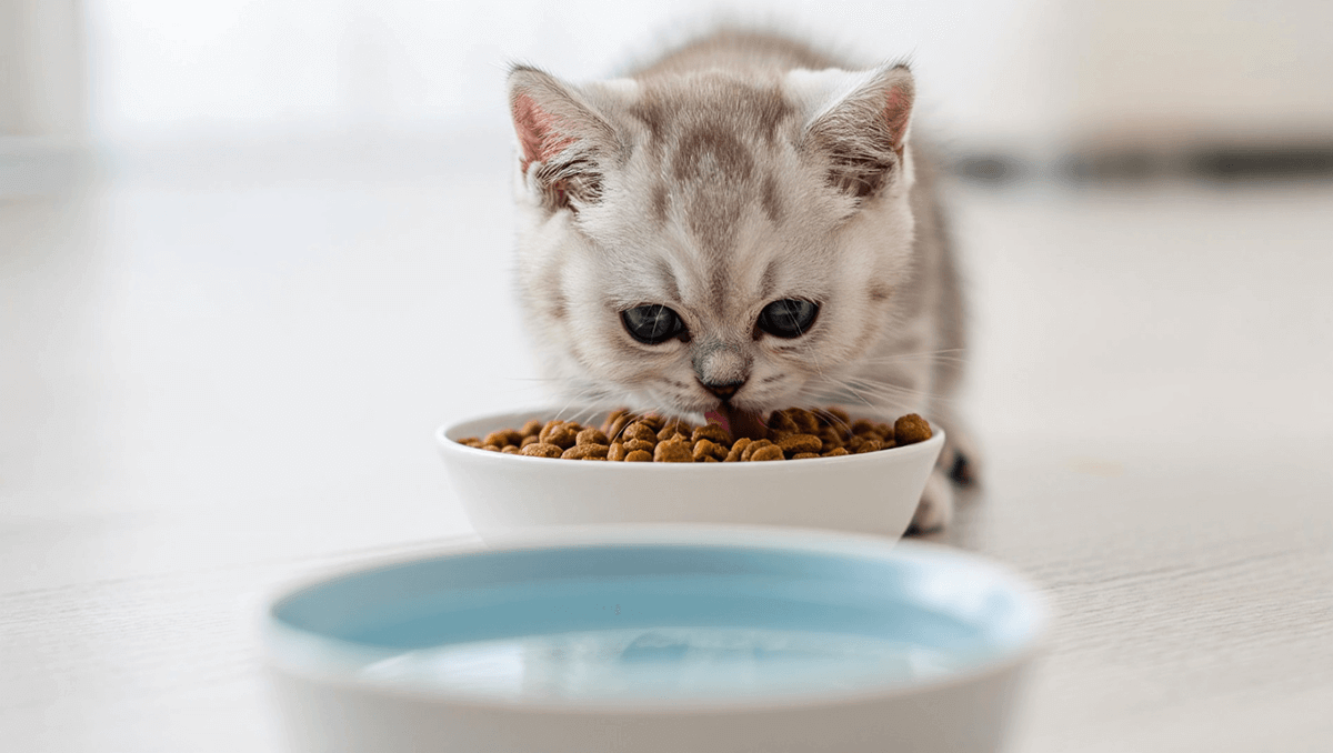  Котенок британской породы ест специальный сухой корм из гигиеничной керамической миски, необходимой для нового члена семьи.