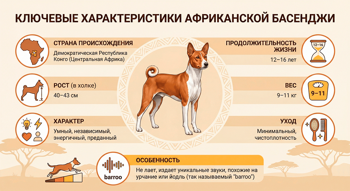 Краткая информация о породе Басенджи