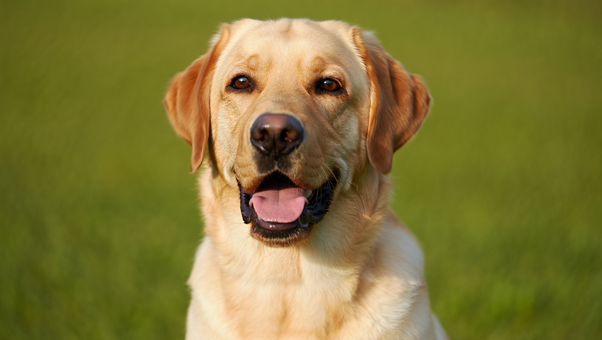 Лабрадор-ретривер