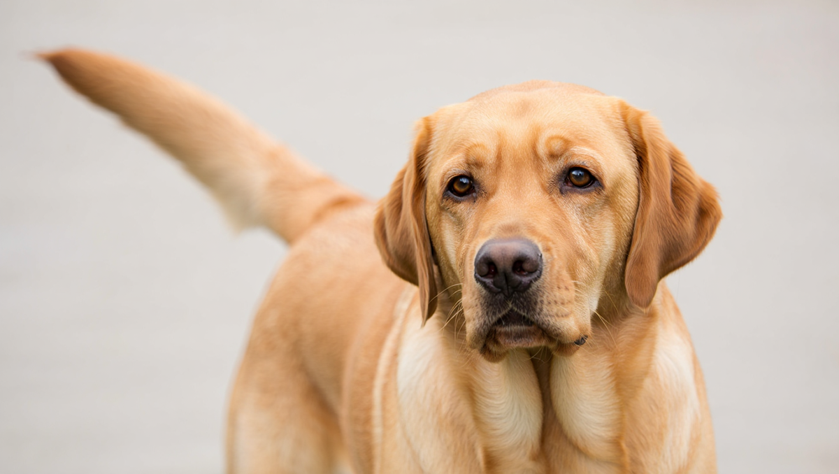 Лабрадор-ретривер