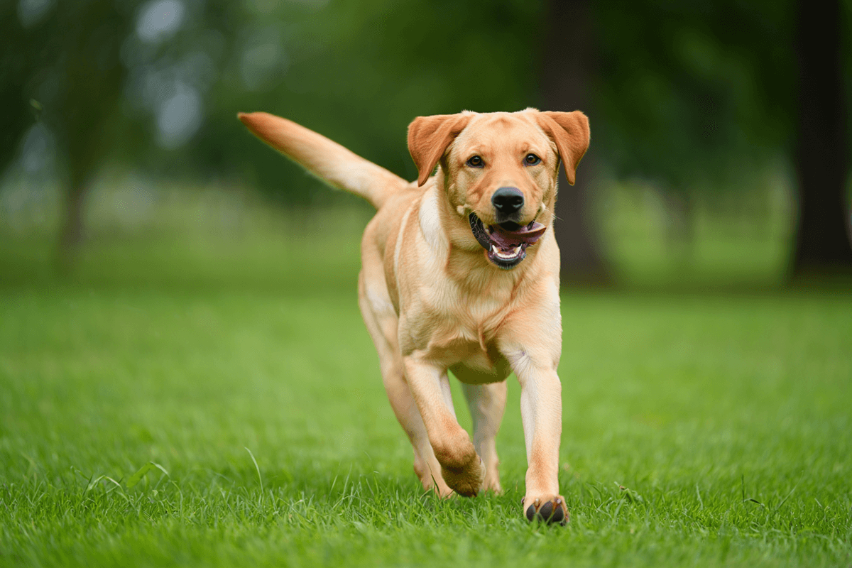 Энергичный палевый лабрадор-ретривер радостно бежит