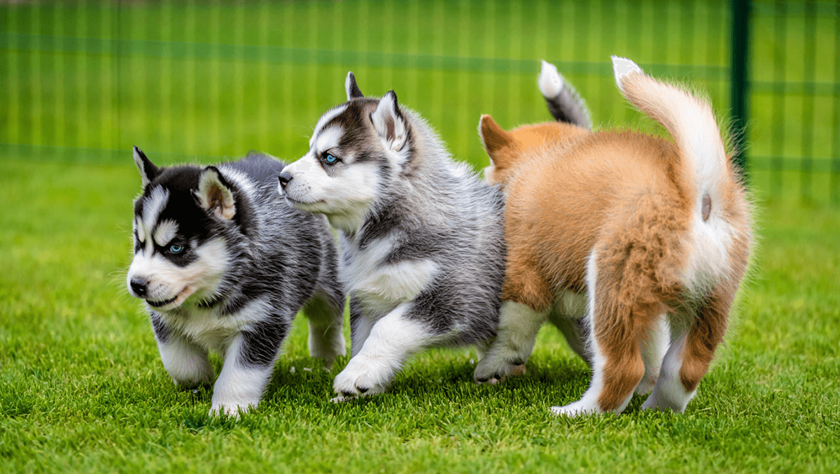 Маленькие щенки сибирского хаски играют на траве в питомнике