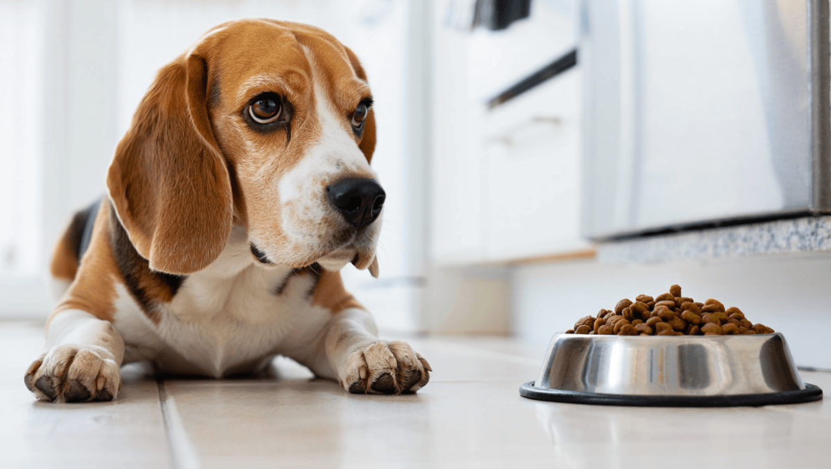  Собака бигль отказывается от еды и отворачивается от своей миски
