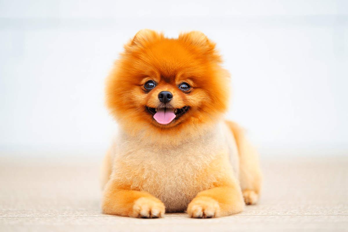 Рыжий померанский шпиц с пушистой шерстью улыбается