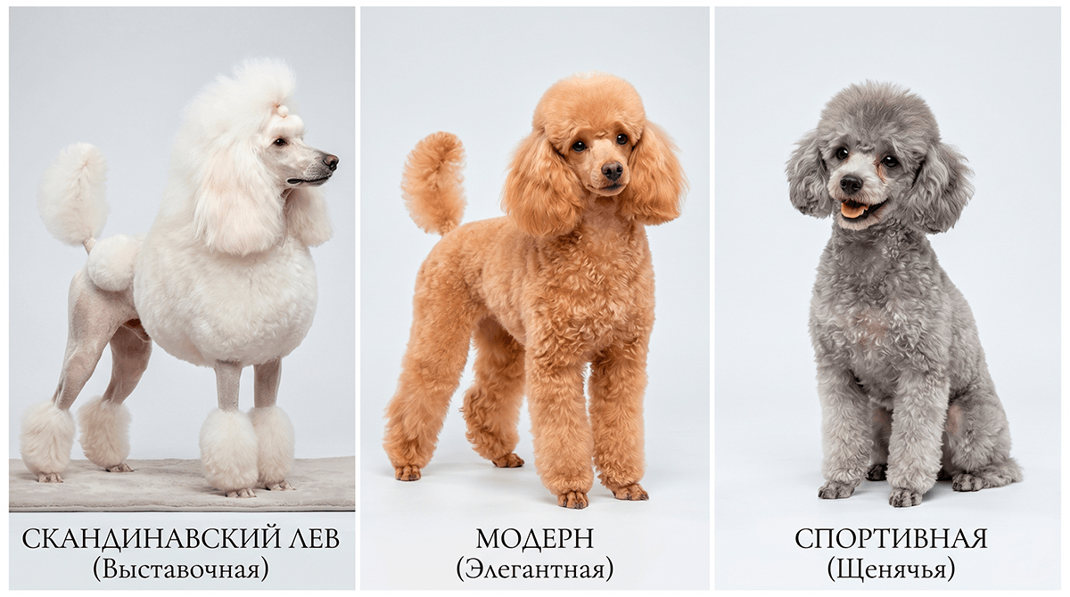Фотографии популярных стрижек пуделя: Лев, Модерн и короткая щенячья стрижка