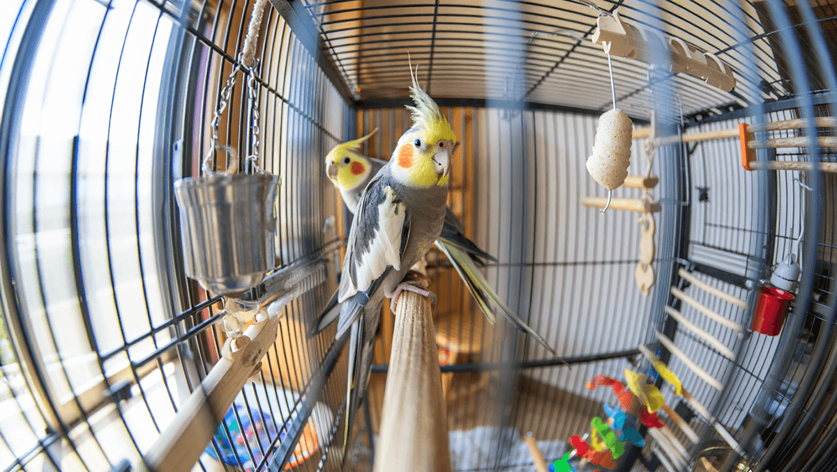 Пример правильно оборудованной клетки для попугая с игрушками и жердочками