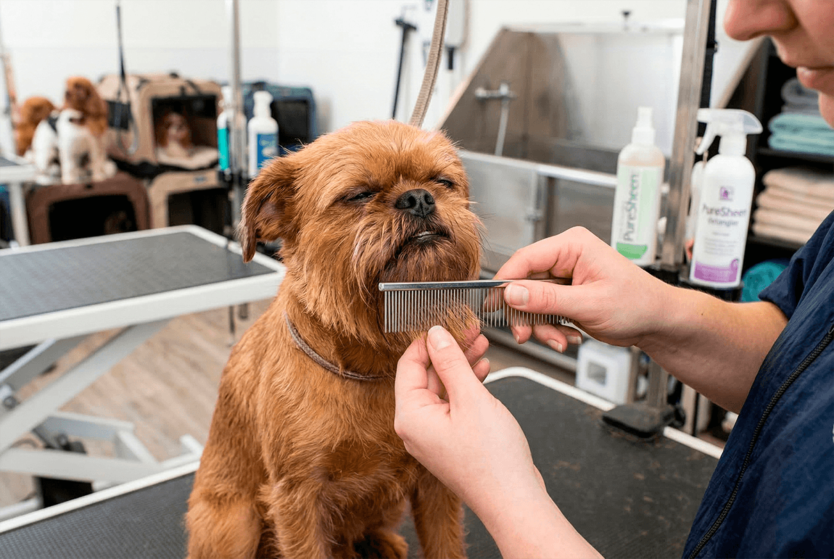 Процедура тримминга и расчесывания шерсти брюссельского гриффона