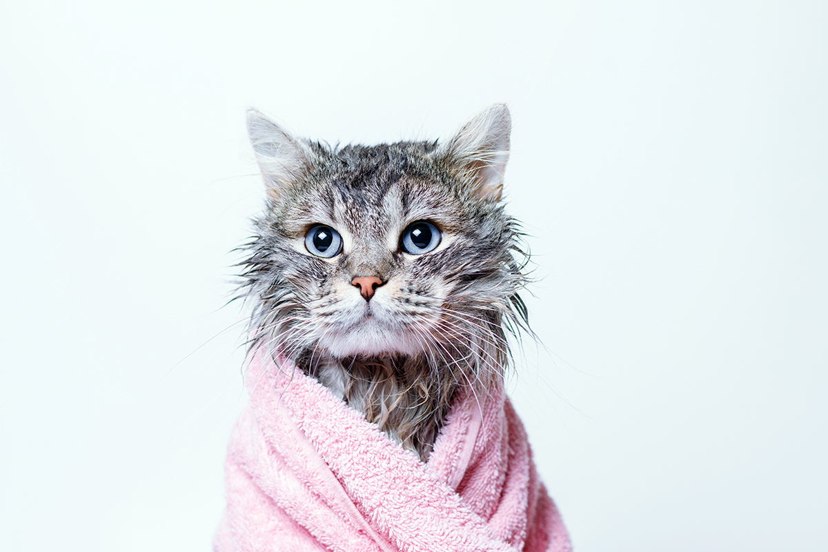 Как приучить кота к мытью?