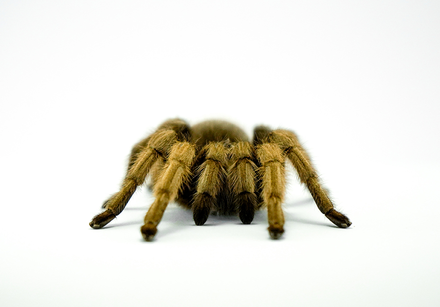 Аризонский блондин (Aphonopelma chalcodes)