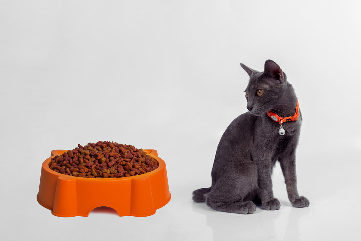 ТОП сухих кормов для кошек