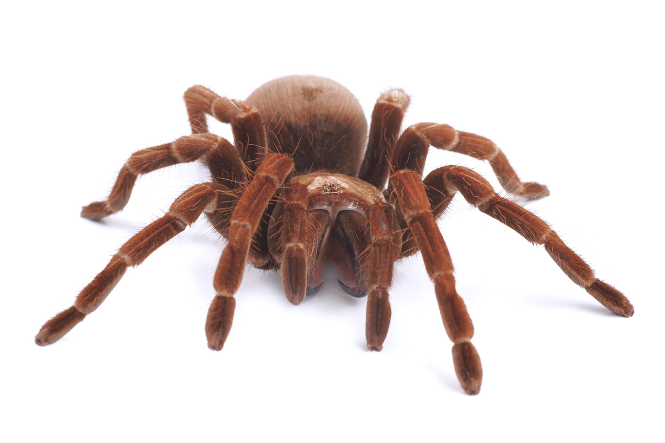 Голиаф-птицеед (Theraphosa blondi)
