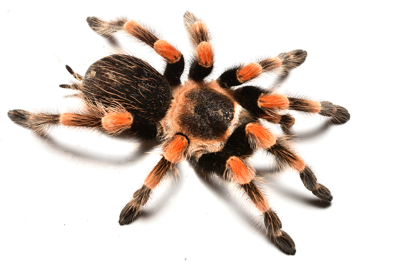 Мексиканский красноколенный (Brachypelma smithi)