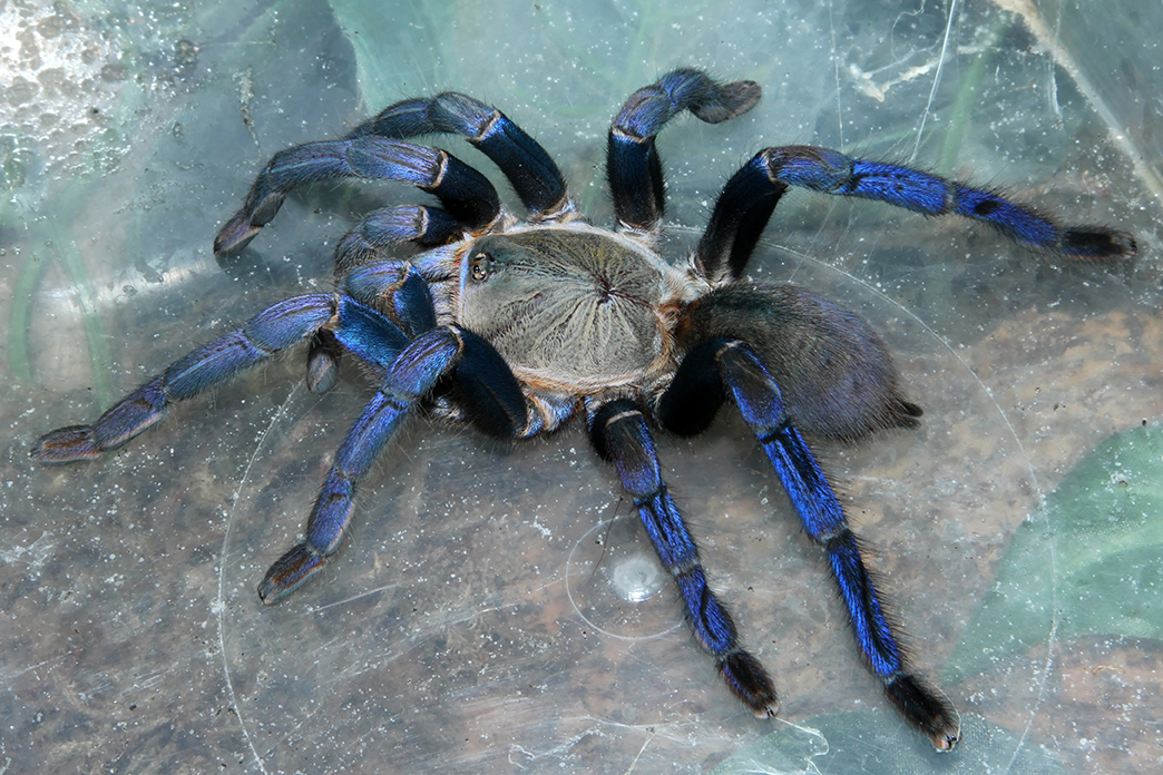 Голубоголубой (Cyriopagopus lividus)