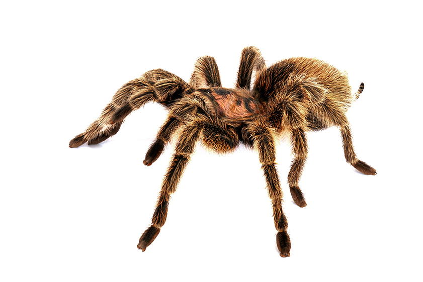 Чилийский розовый (Grammostola rosea)