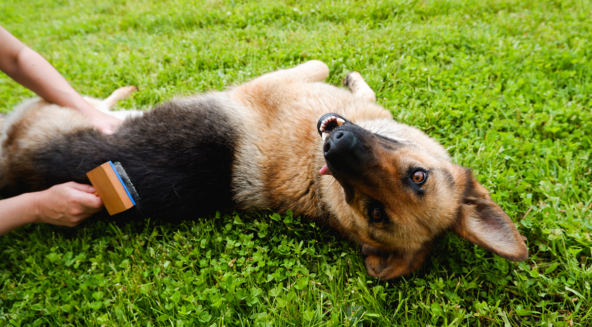 Правильный уход за немецкой овчаркой