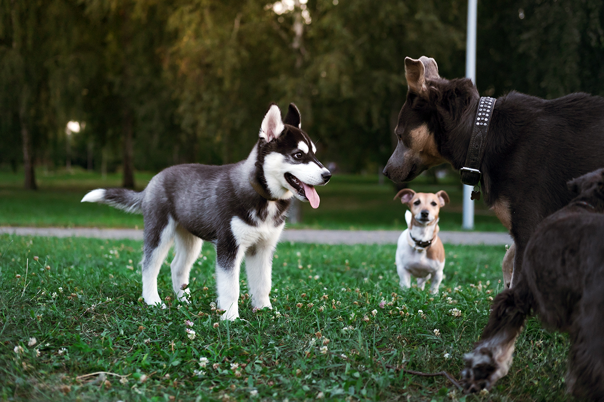 Ошибки при социализации щенка