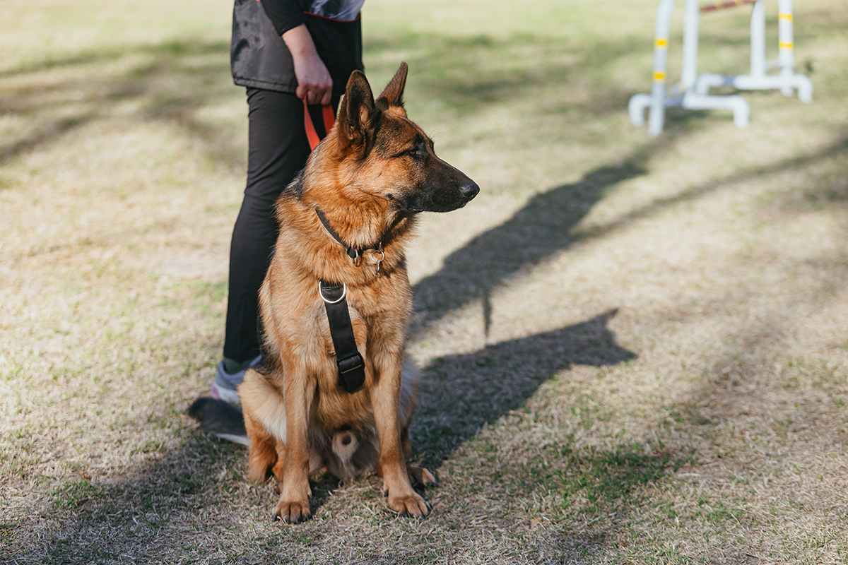 курсы дрессировки для немецкой овчарки