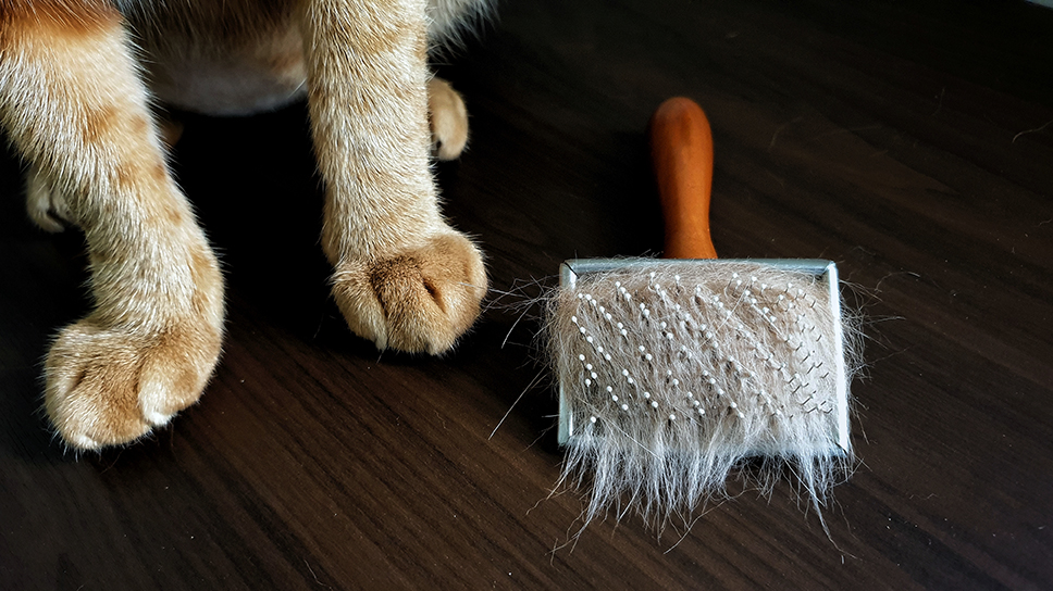 Рекомендации по уходу за шерстью во время весенней и осенней линьки