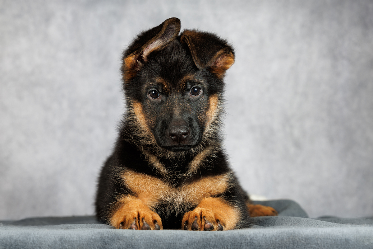 Щенок немецкой овчарки
