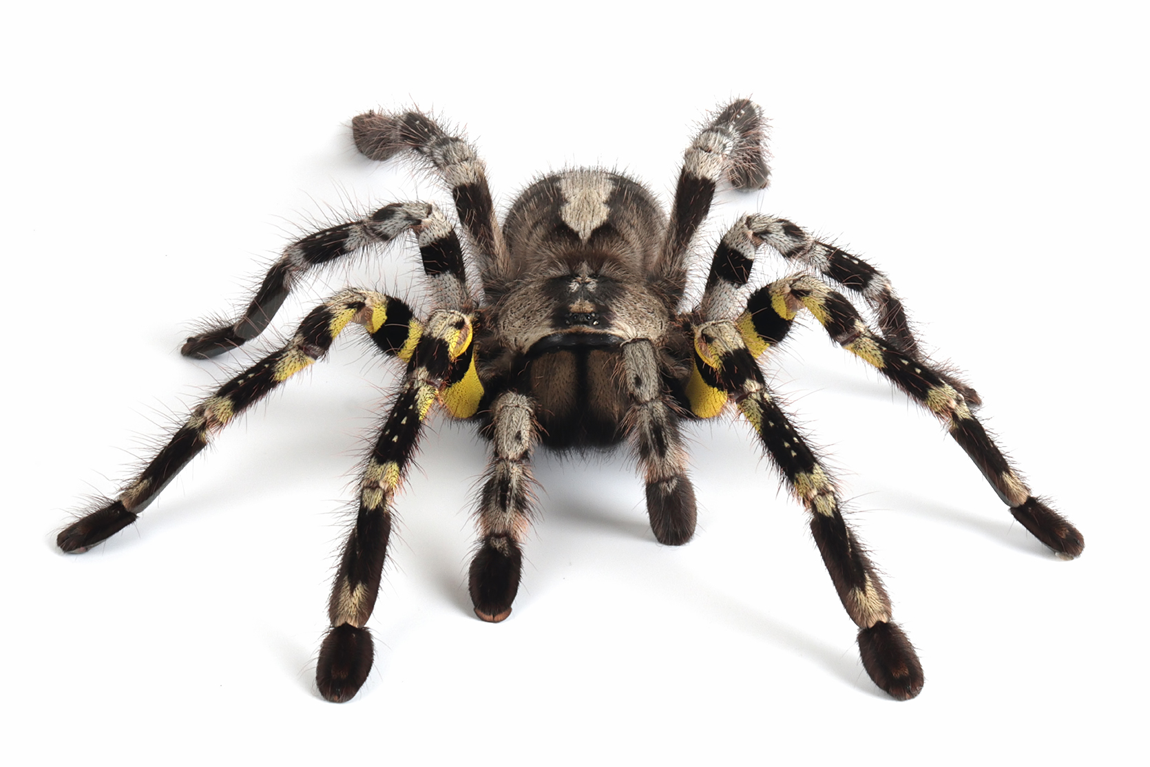 Индийский оранжево-фиолетовый (Poecilotheria regalis)