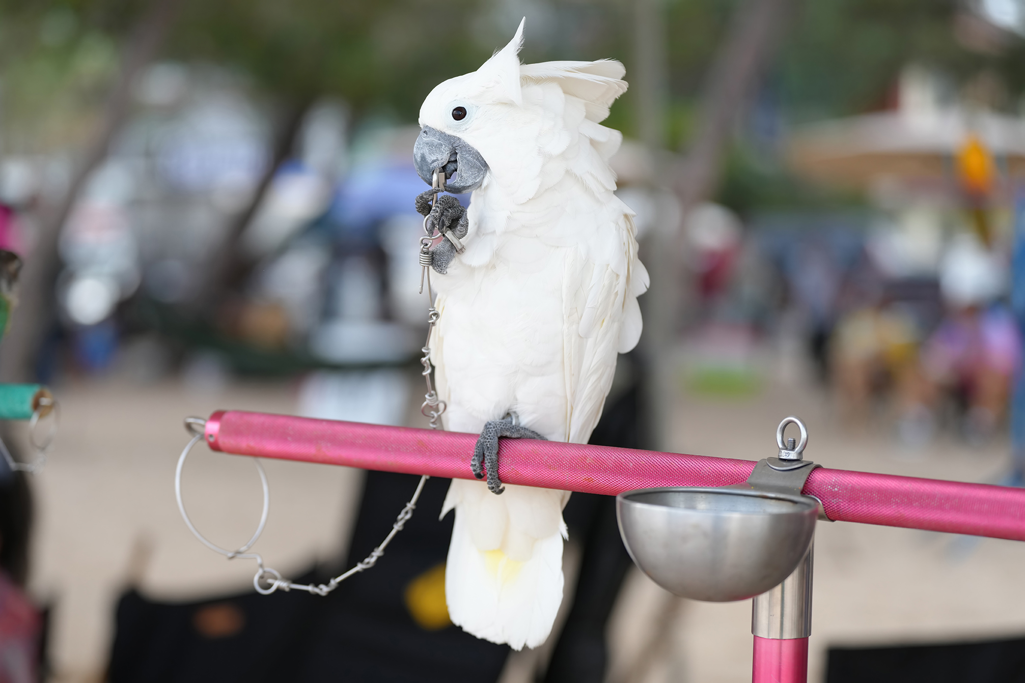 Уход и содержание в домашних условиях Какаду