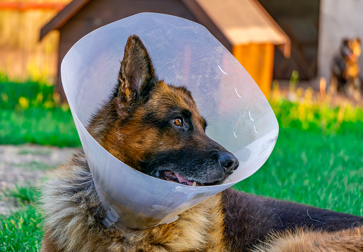 Здоровье и болезни немецкой овчарки